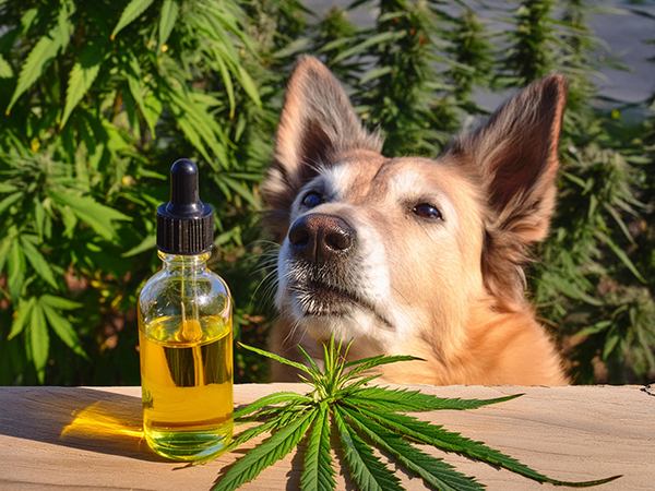 effetti collaterali cane olio cbd